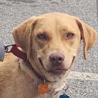 Enlarge Kacey, a ADOPTABLE mixed breed in Cumming, GA image 4/5
