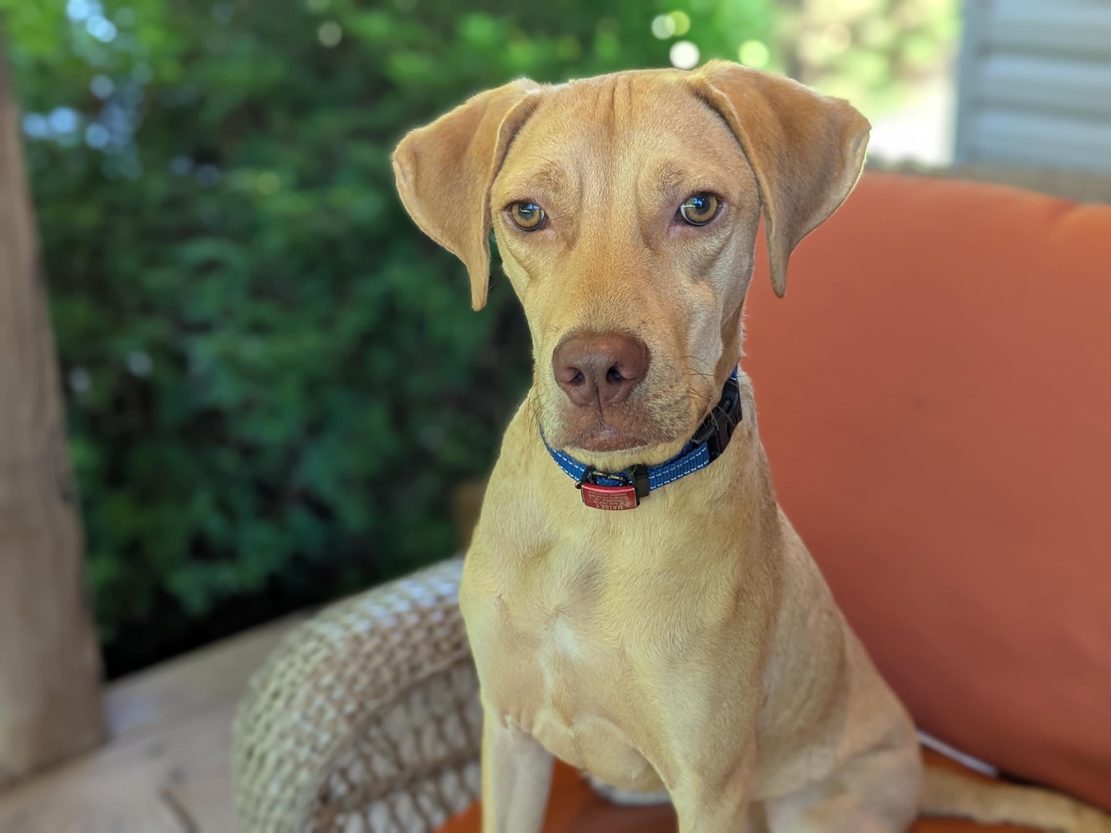Kacey, an adoptable mixed breed in Cumming, GA image 5/5