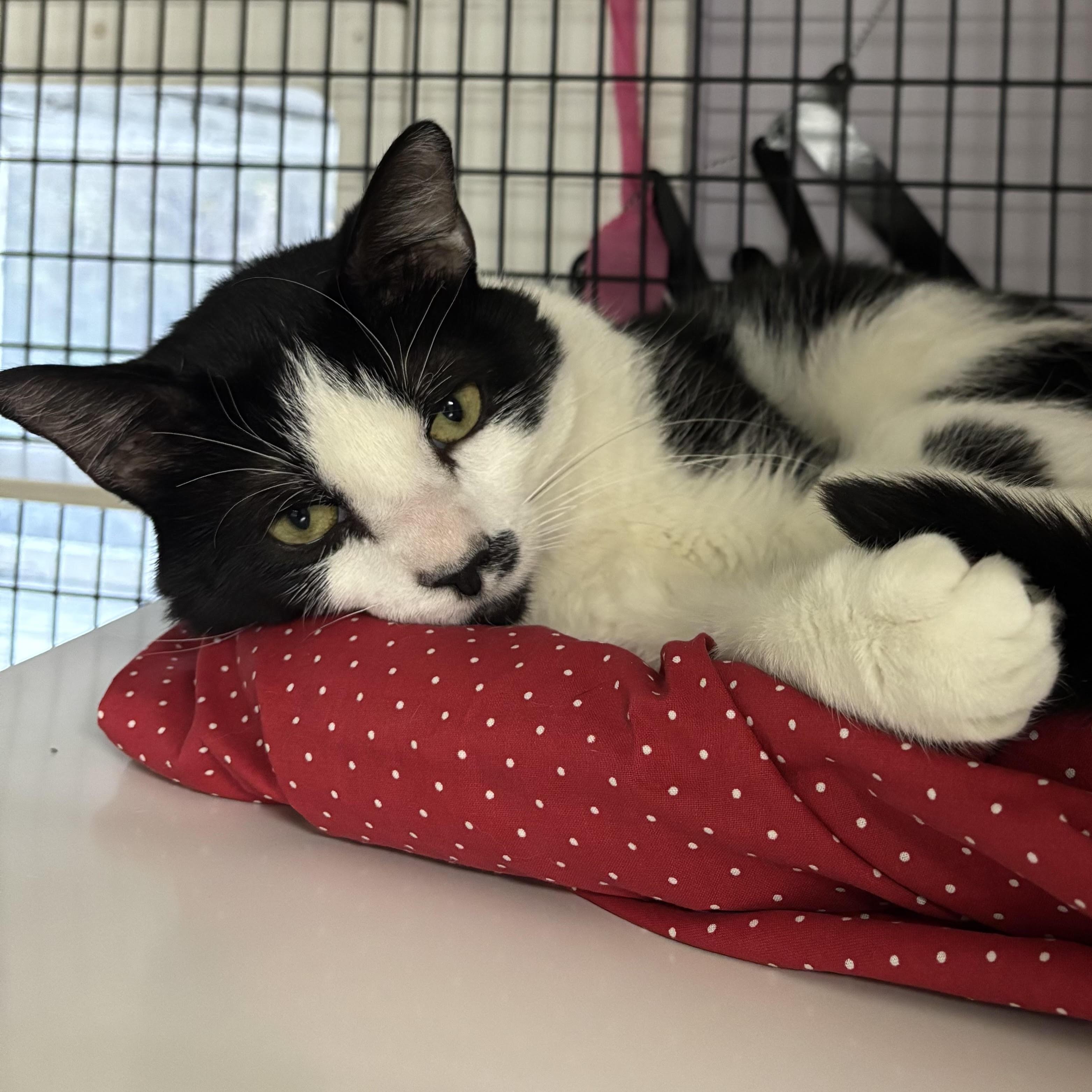 Nick, Adoptable, Adult Male Domestic Short Hair.