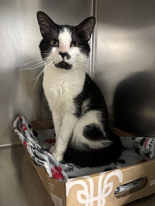 Enlarge Nick, a Adoptable Domestic Short Hair in Marblehead, MA image 2/2