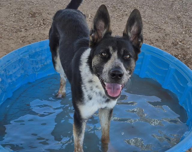 ZEUS, Adoptable, Young Male Border Collie & Mixed Breed.