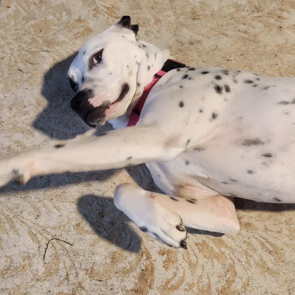 Amira Prev Frost AL — thumbnail 5