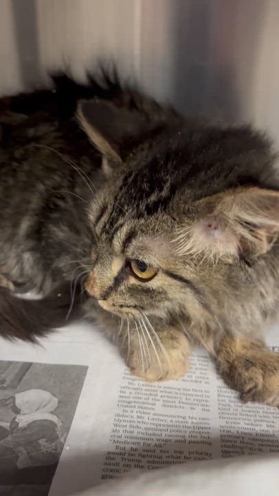 Enlarge Georgie, a Adoptable mixed breed in North Kingstown, RI video 6/6