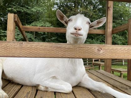 Victor, Adoptable, Senior Male Goat.