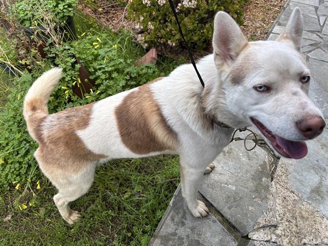 DERBY, Adoptable, Adult Male Siberian Husky.