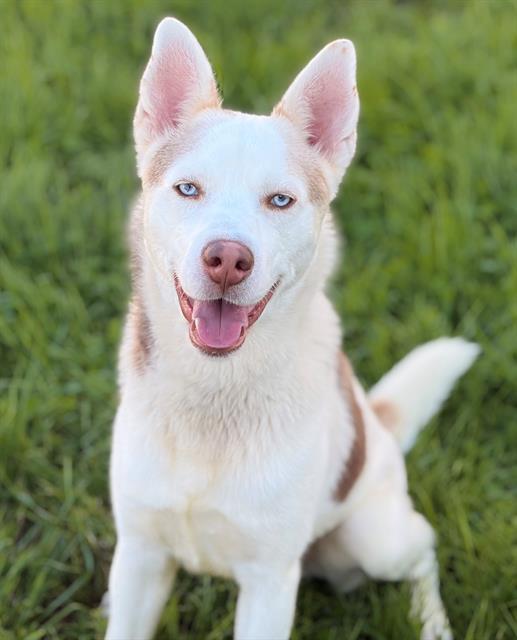 DERBY, Adoptable, Adult Male Siberian Husky.