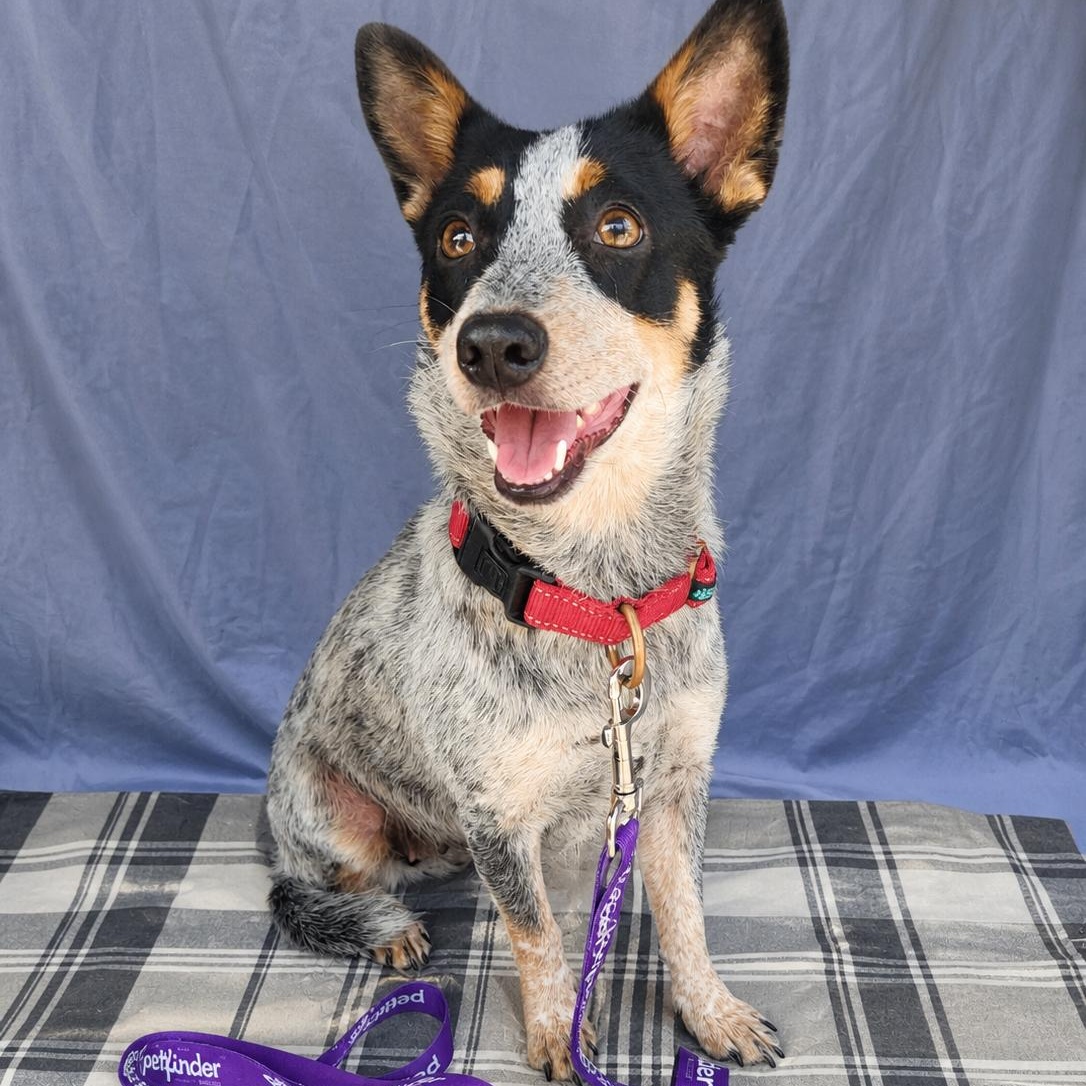 Marina, ADOPTABLE, Young Female Australian Cattle Dog / Blue Heeler.