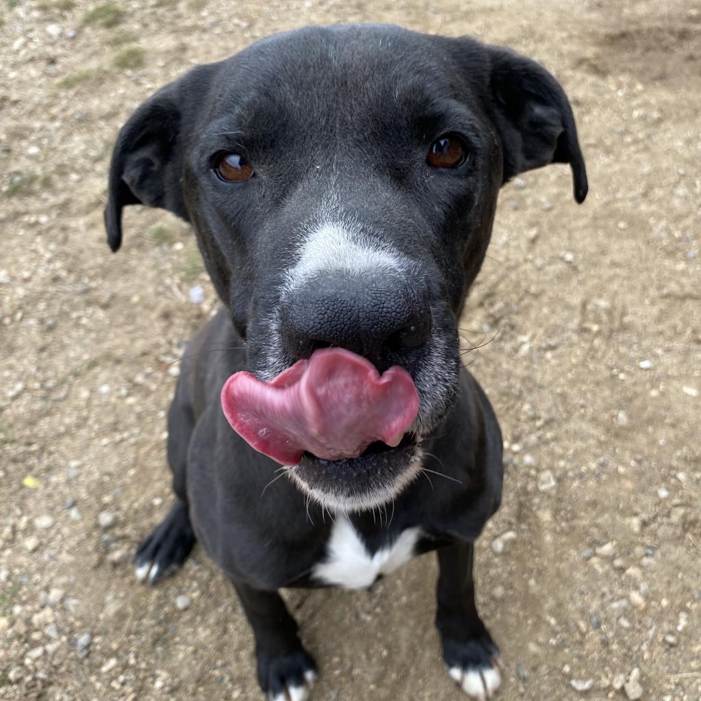 Enlarge domino, a Adopted American Staffordshire Terrier in Melfort, SK image 1/2