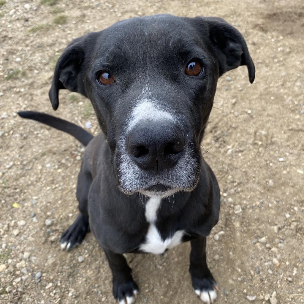 Enlarge domino, a Adopted American Staffordshire Terrier in Melfort, SK image 2/2