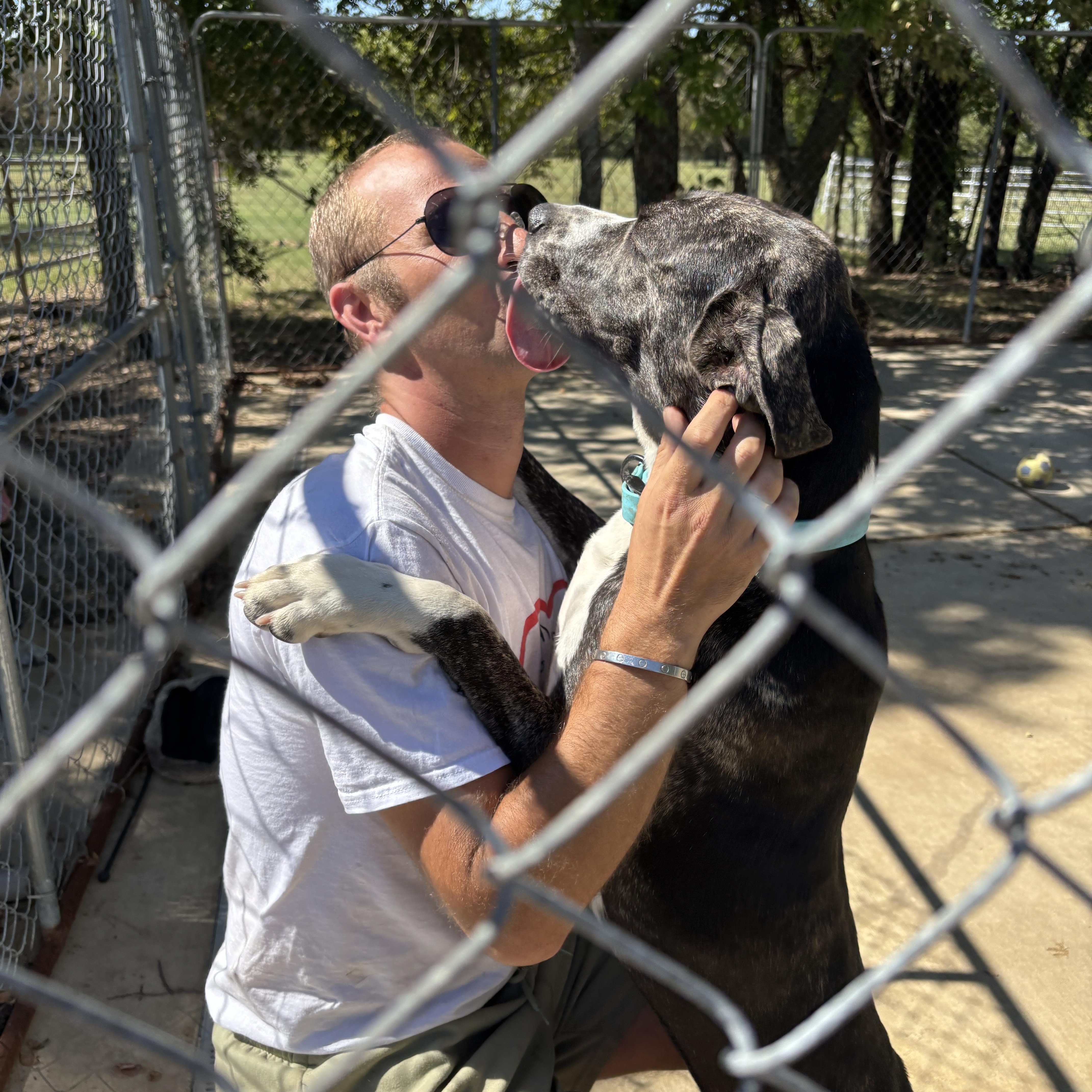 Moe, an adoptable Catahoula Leopard Dog, American Bully in Bangor, ME, 04401 | Photo Image 2