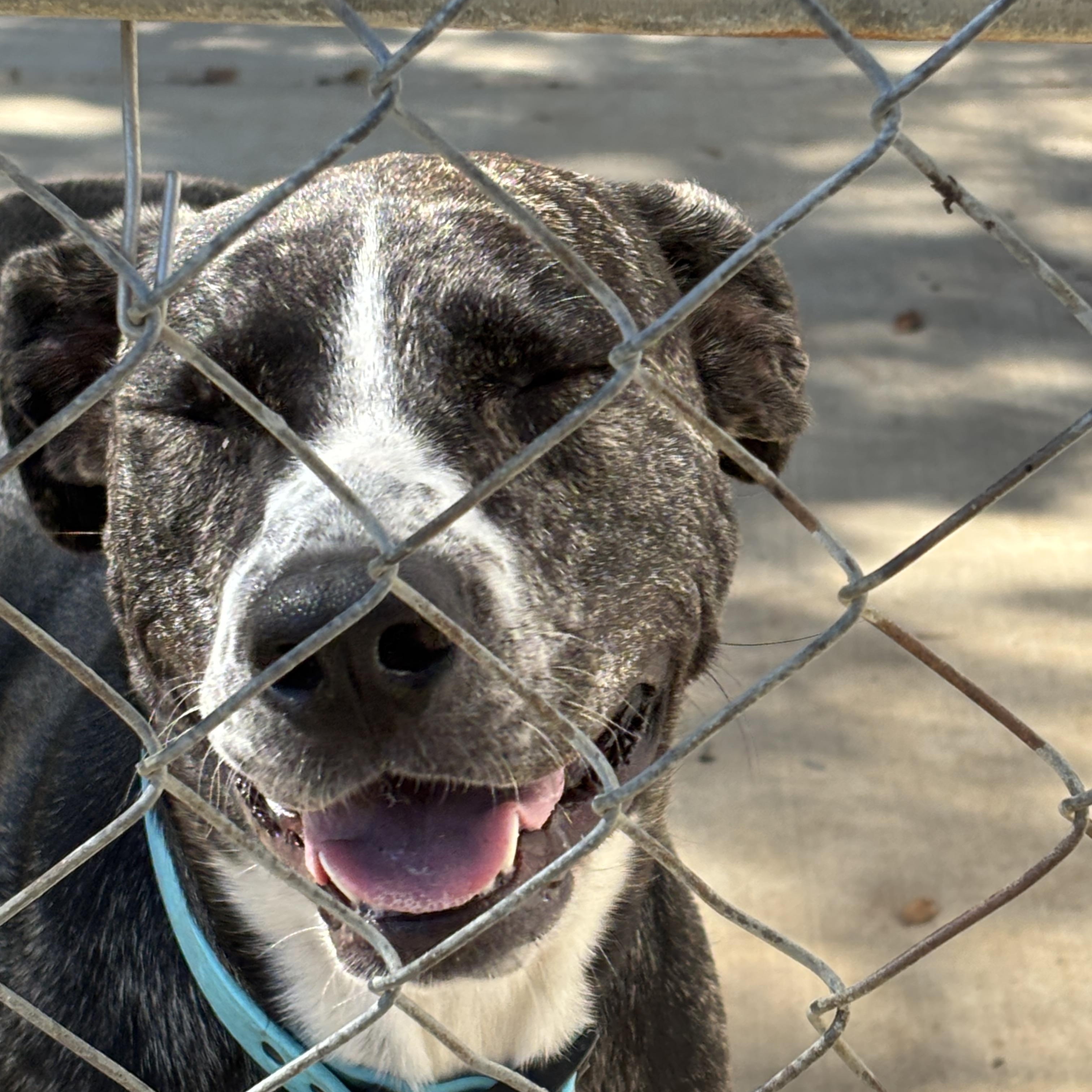 Moe, an adoptable Catahoula Leopard Dog, American Bully in Bangor, ME, 04401 | Photo Image 4