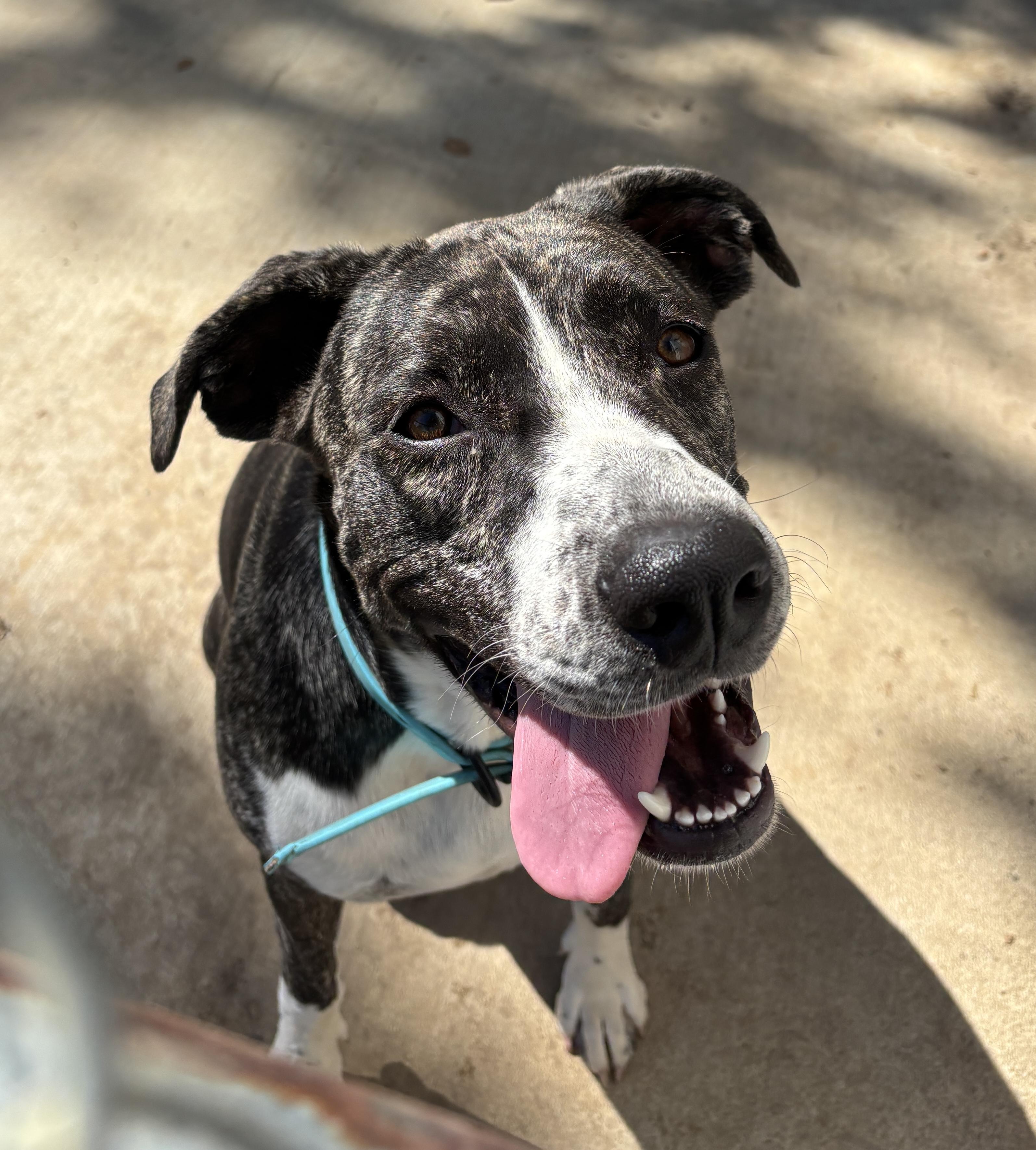 Moe, an adoptable Catahoula Leopard Dog, American Bully in Bangor, ME, 04401 | Photo Image 1
