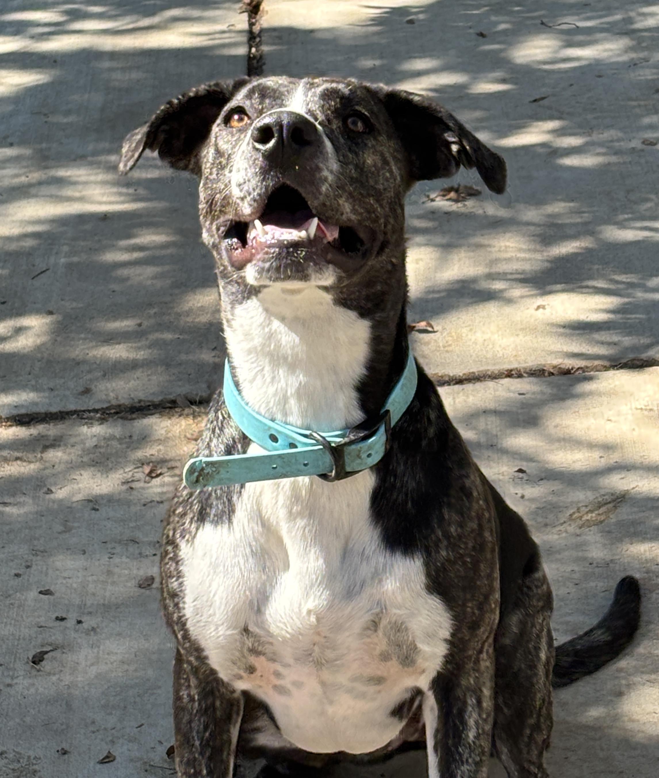 Moe, an adoptable Catahoula Leopard Dog, American Bully in Bangor, ME, 04401 | Photo Image 5