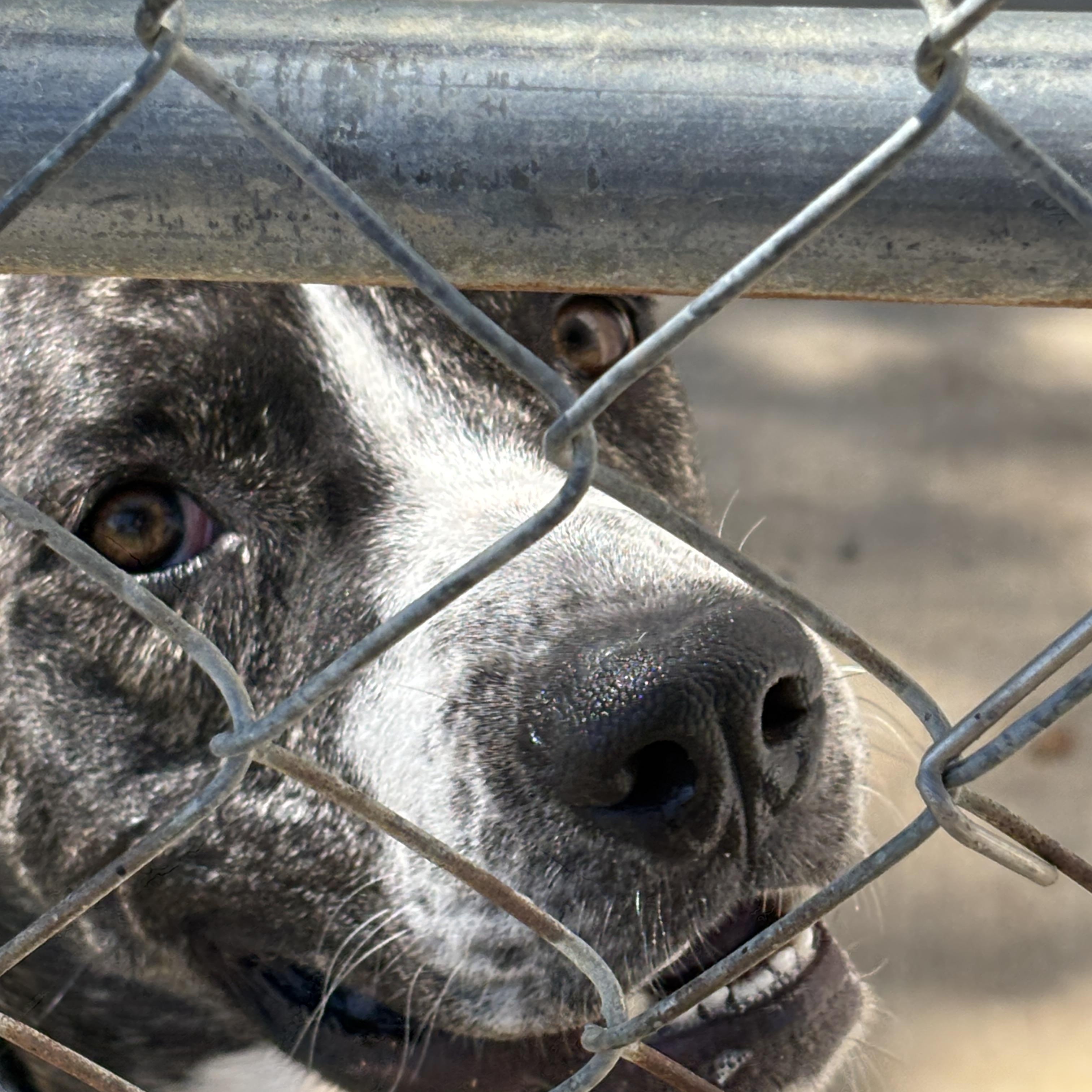 Moe, an adoptable Catahoula Leopard Dog, American Bully in Bangor, ME, 04401 | Photo Image 3