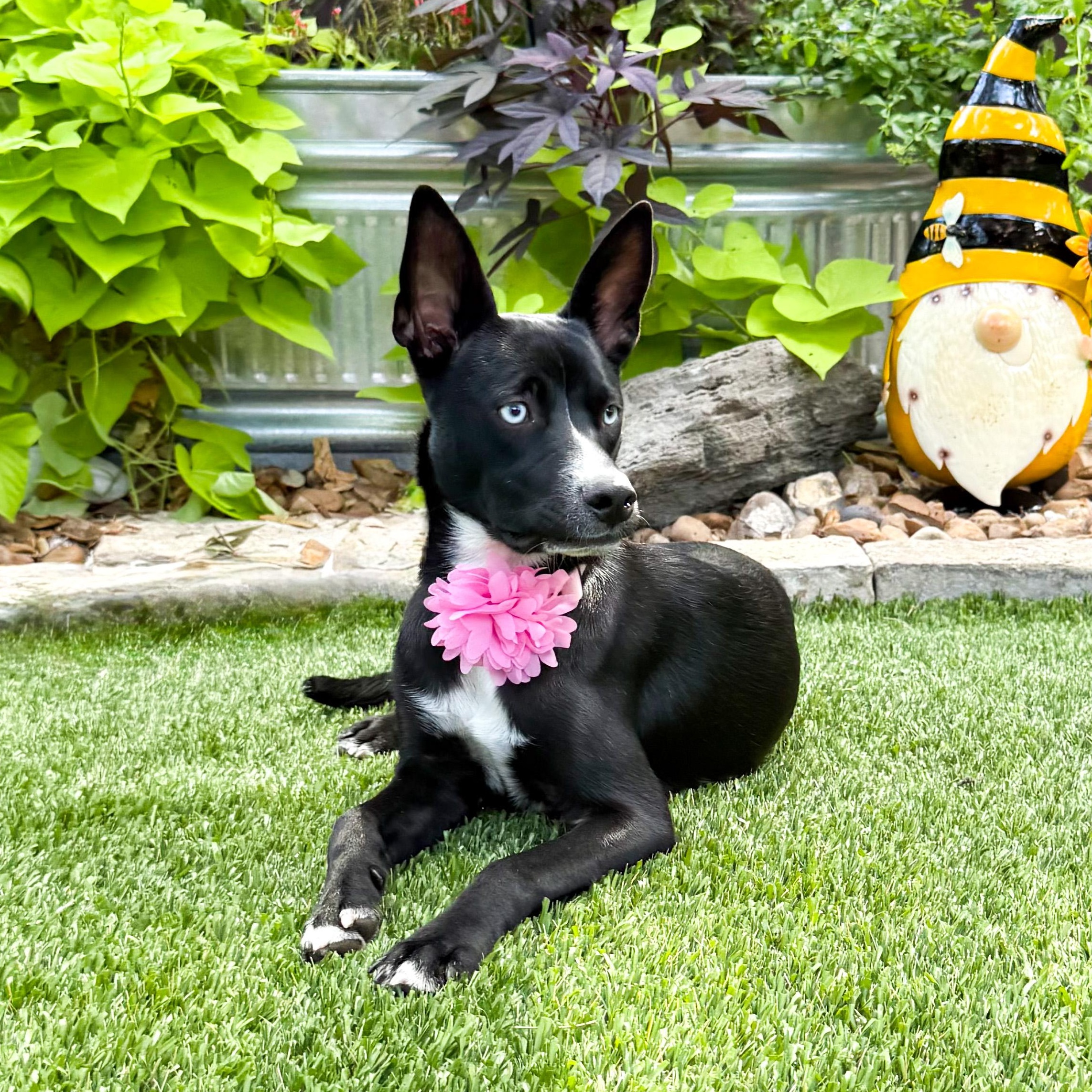 Willow, Adoptable, Young Female Siberian Husky & Australian Cattle Dog / Blue Heeler.