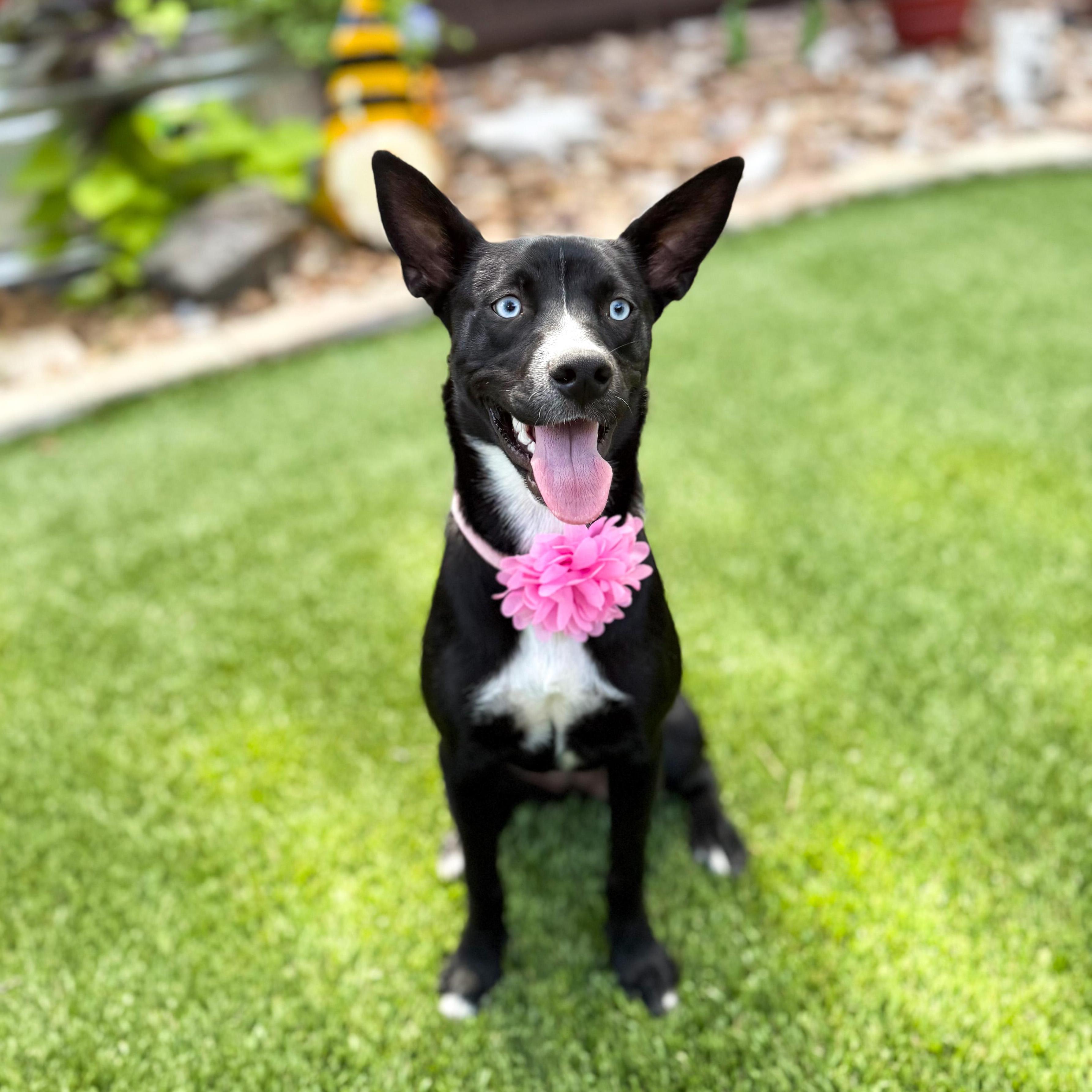 Enlarge Willow, a Adoptable mixed breed in Farmington, CT image 2/6
