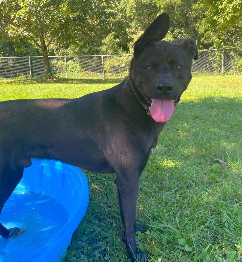 Enlarge Jordan, a Adoptable mixed breed in Godfrey, IL image 1/3