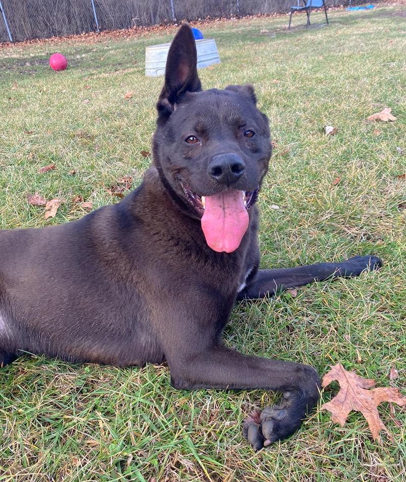 Enlarge Jordan, a Adoptable mixed breed in Godfrey, IL image 2/3