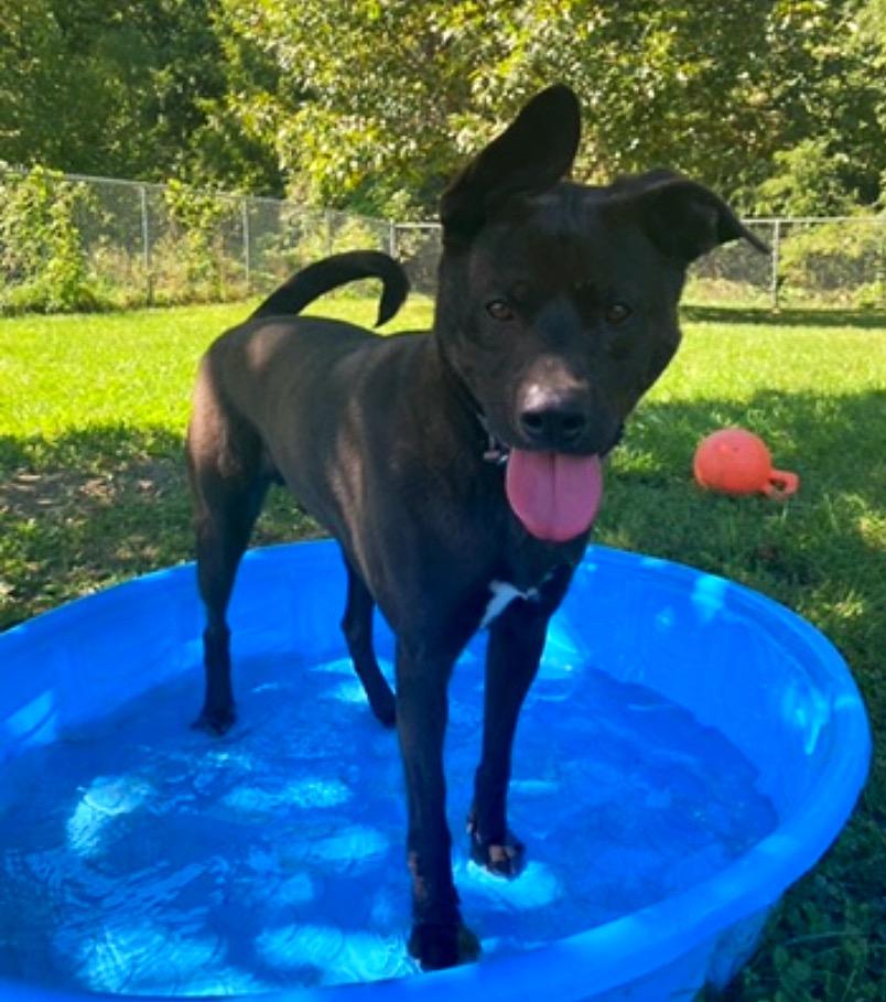 Enlarge Jordan, a Adoptable mixed breed in Godfrey, IL image 3/3
