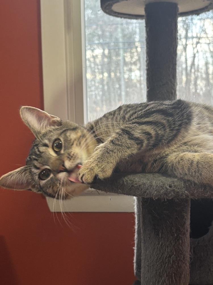 Miss McDavid (aka McDonald) should we just call her Mc?, a Adoptable mixed breed in Warren, CT image 1/6