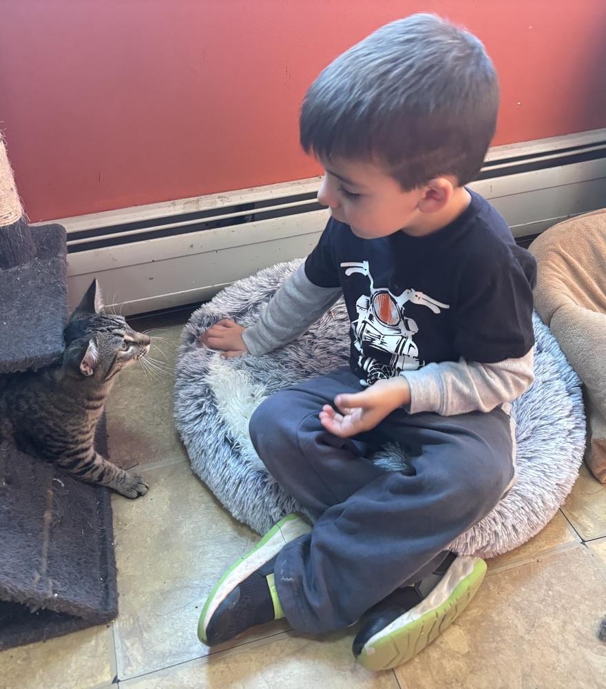 Miss McDavid (aka McDonald) should we just call her Mc?, a Adoptable mixed breed in Warren, CT image 2/6