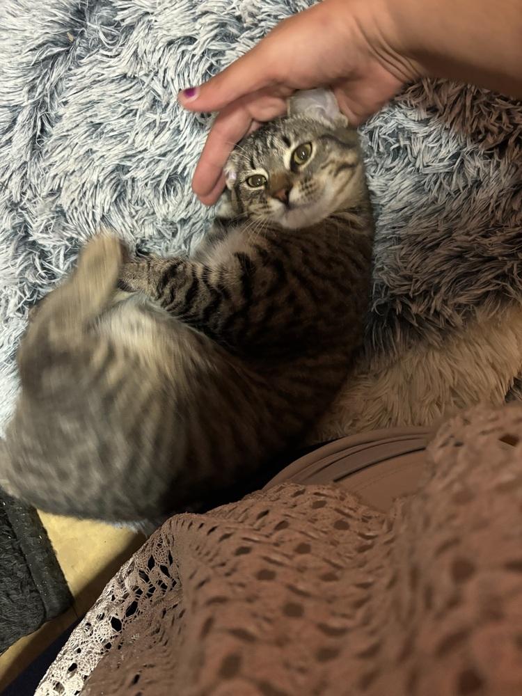 Miss McDavid (aka McDonald) should we just call her Mc?, a Adoptable mixed breed in Warren, CT image 4/6