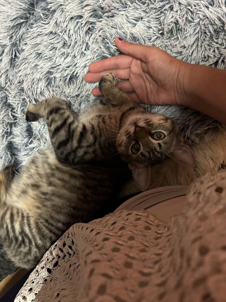 Miss McDavid (aka McDonald) should we just call her Mc?, a Adoptable mixed breed in Warren, CT image 6/6