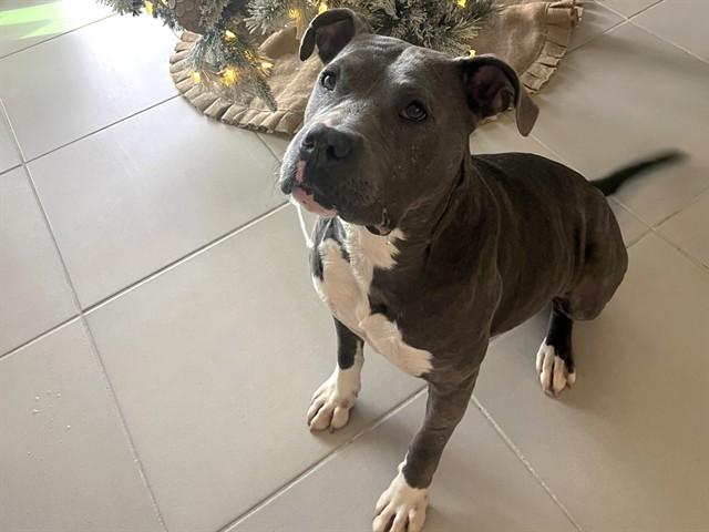 NYDIA, Adoptable, Adult Female Pit Bull Terrier & Mixed Breed.