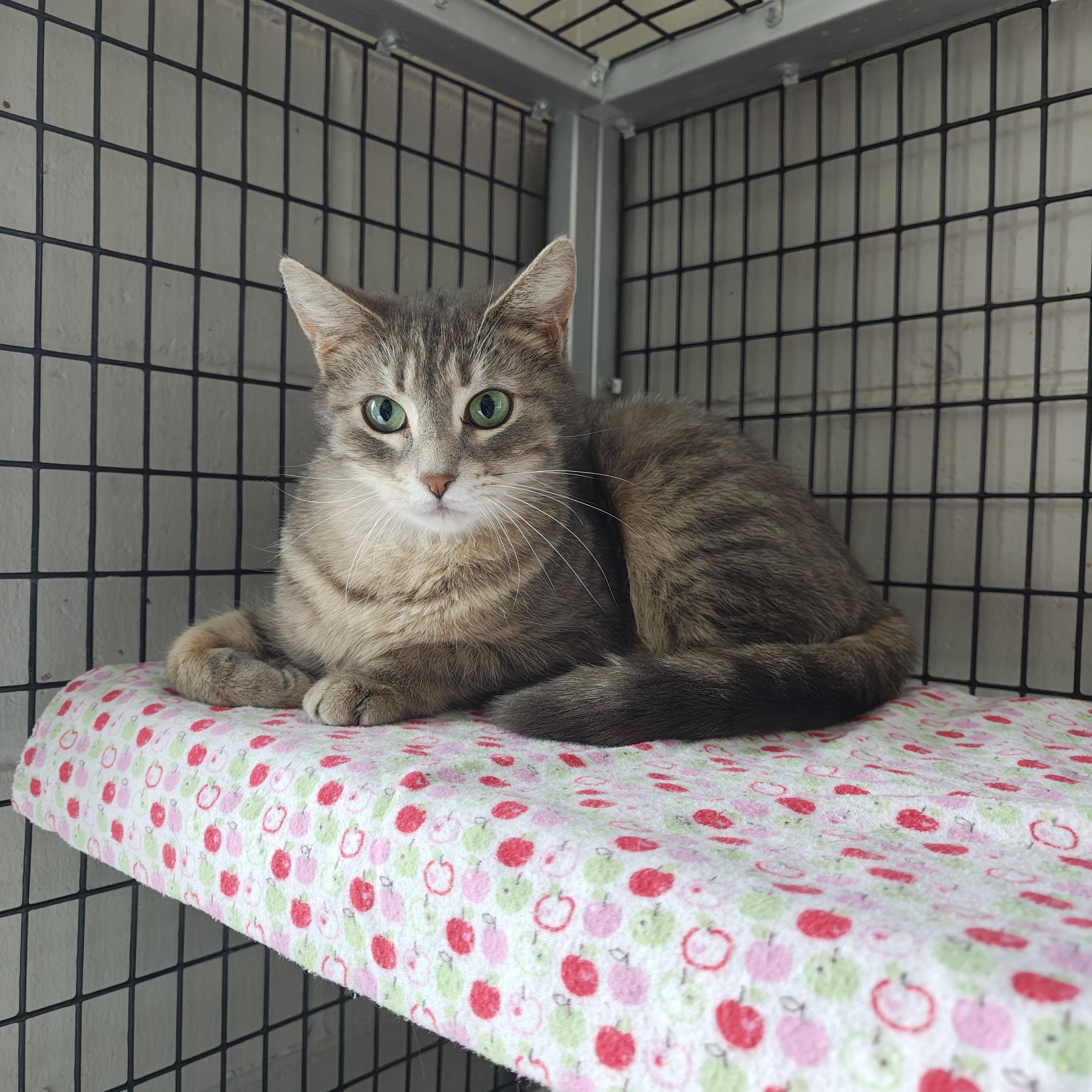 Gracie, Adoptable, Adult Female Domestic Short Hair.