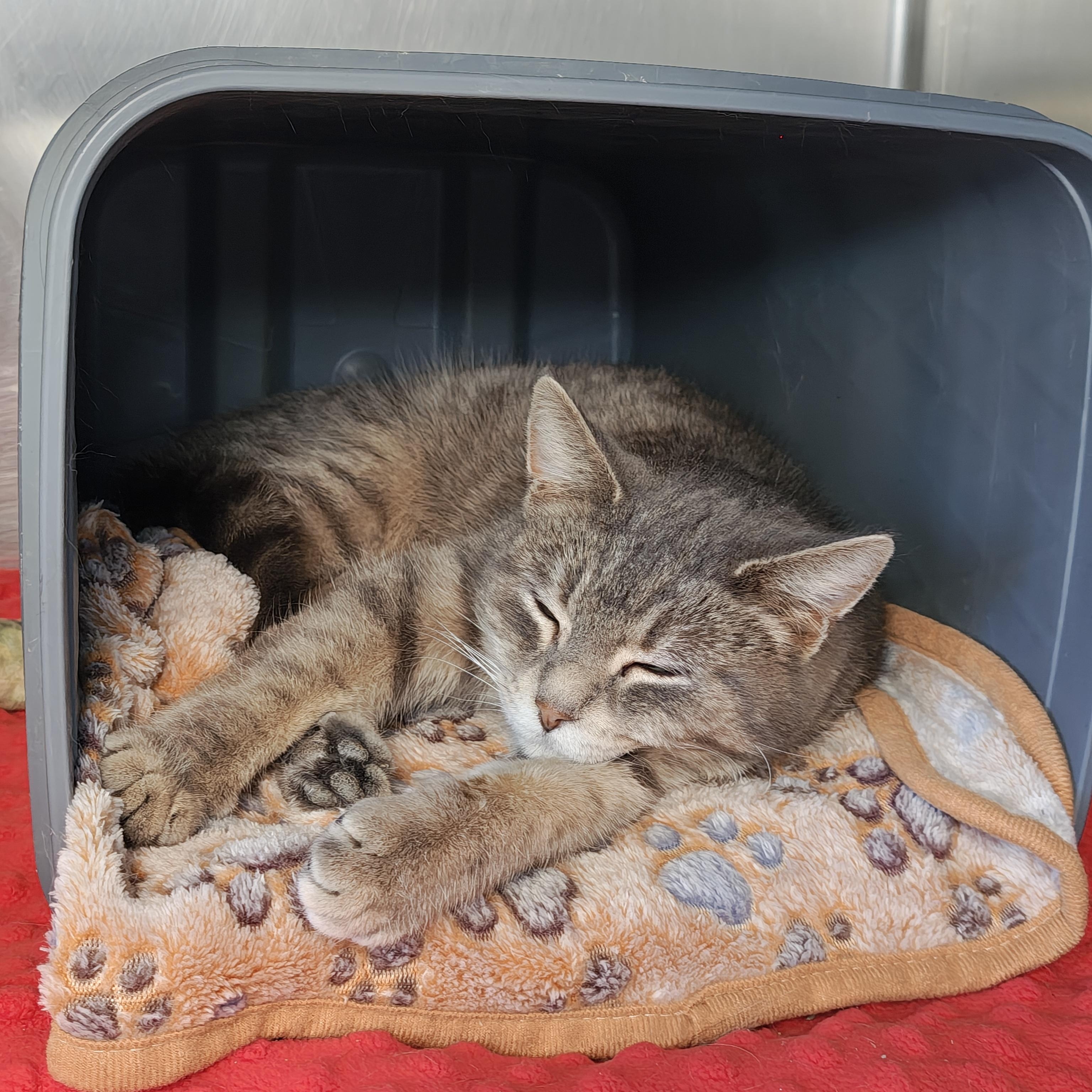 Enlarge Gracie, a Adoptable Domestic Short Hair in Oconto, WI image 1/1