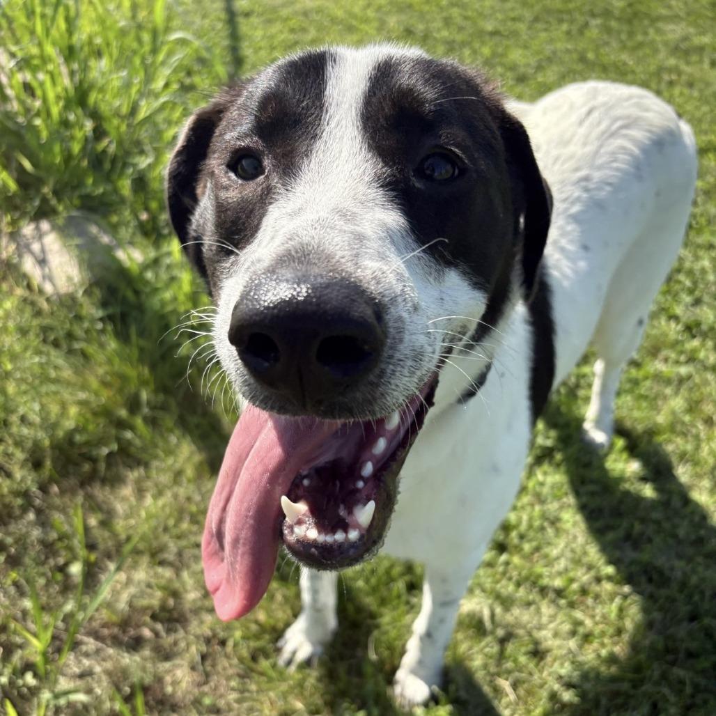 Enlarge Velveteen, a Adoptable mixed breed in Pontiac, IL image 1/2