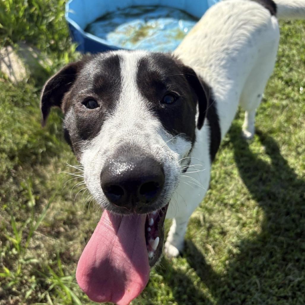 Enlarge Velveteen, a Adoptable mixed breed in Pontiac, IL image 2/2