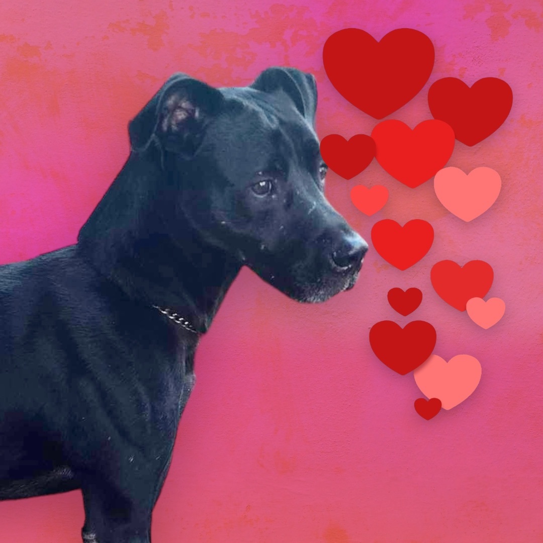 Enlarge SCOUT, a Adoptable mixed breed in Savannah, GA image 3/5