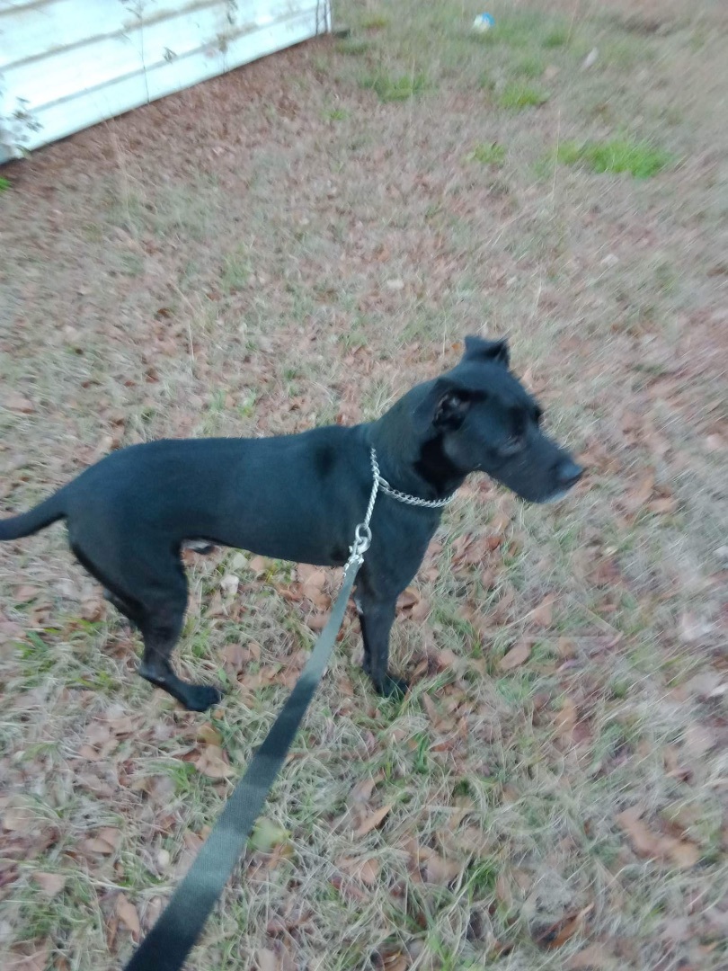 Enlarge SCOUT, a Adoptable mixed breed in Savannah, GA image 5/5