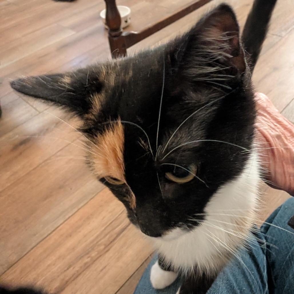 0126-180 Flora, Adoptable, Young Female Domestic Short Hair.