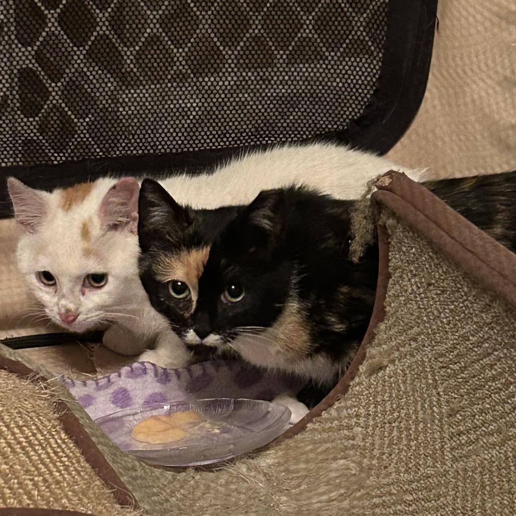 0126-180 Flora, a Adoptable Domestic Short Hair in Abingdon, MD image 2/6