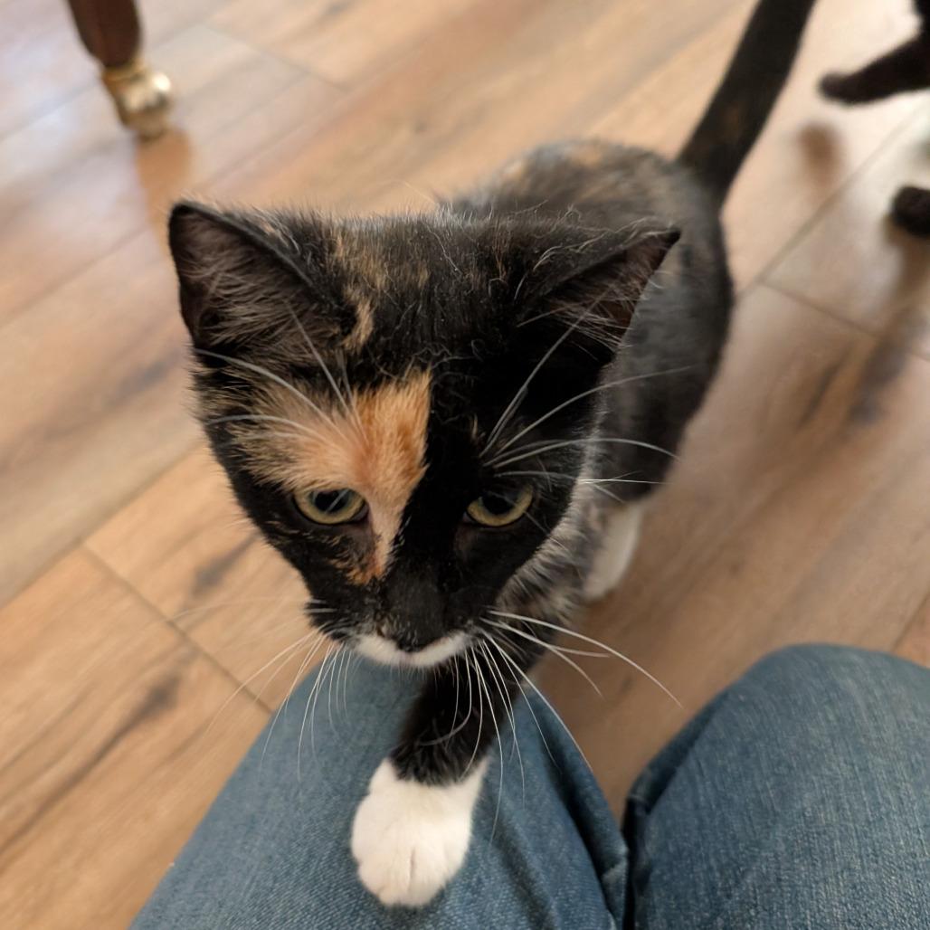 0126-180 Flora, a Adoptable Domestic Short Hair in Abingdon, MD image 3/6