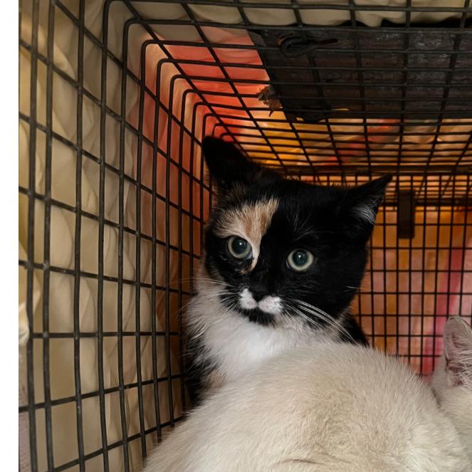 0126-180 Flora, a Adoptable Domestic Short Hair in Abingdon, MD image 4/6