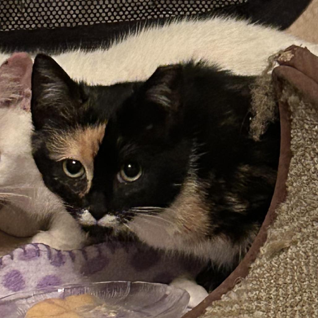 0126-180 Flora, a Adoptable Domestic Short Hair in Abingdon, MD image 5/6