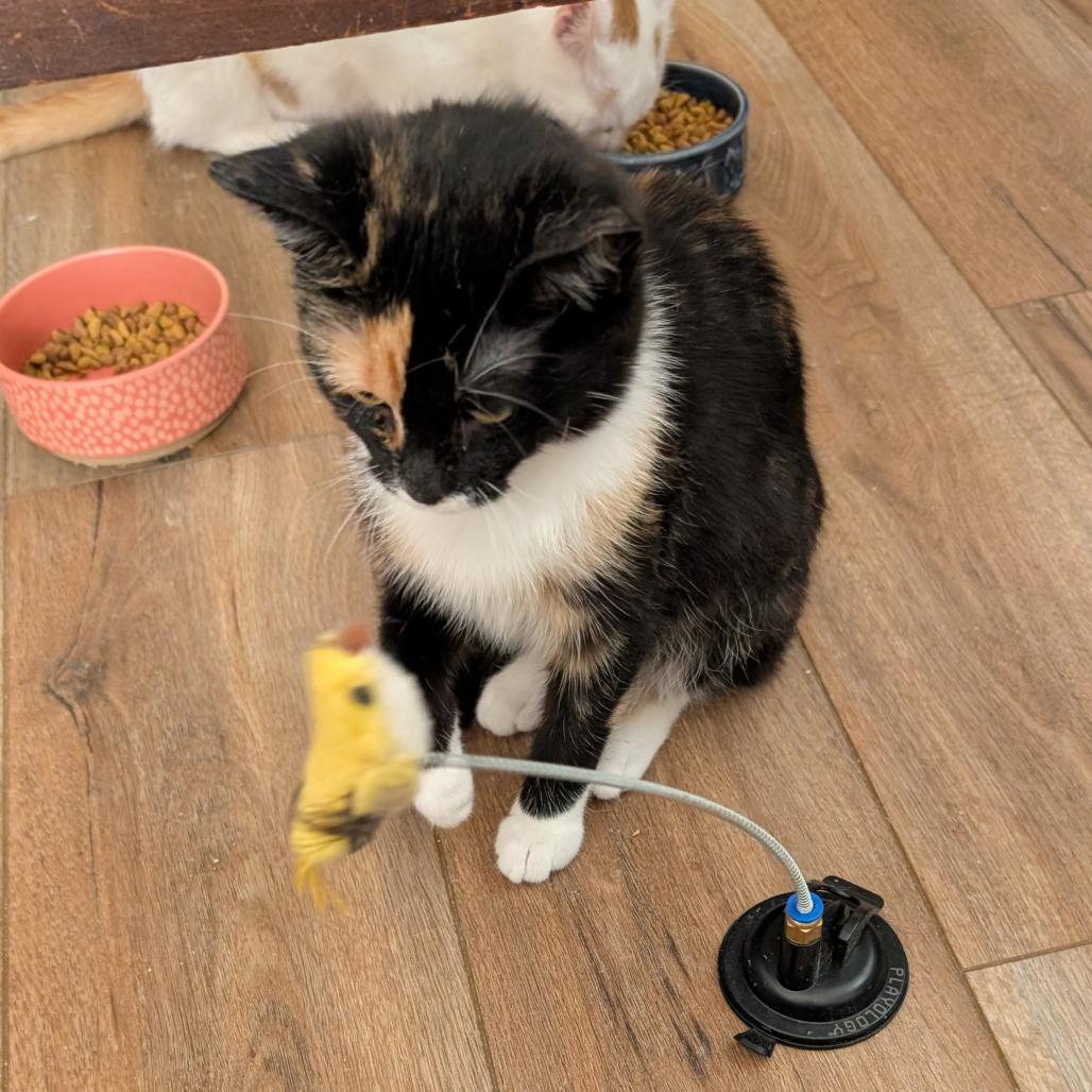 0126-180 Flora, a Adoptable Domestic Short Hair in Abingdon, MD image 6/6