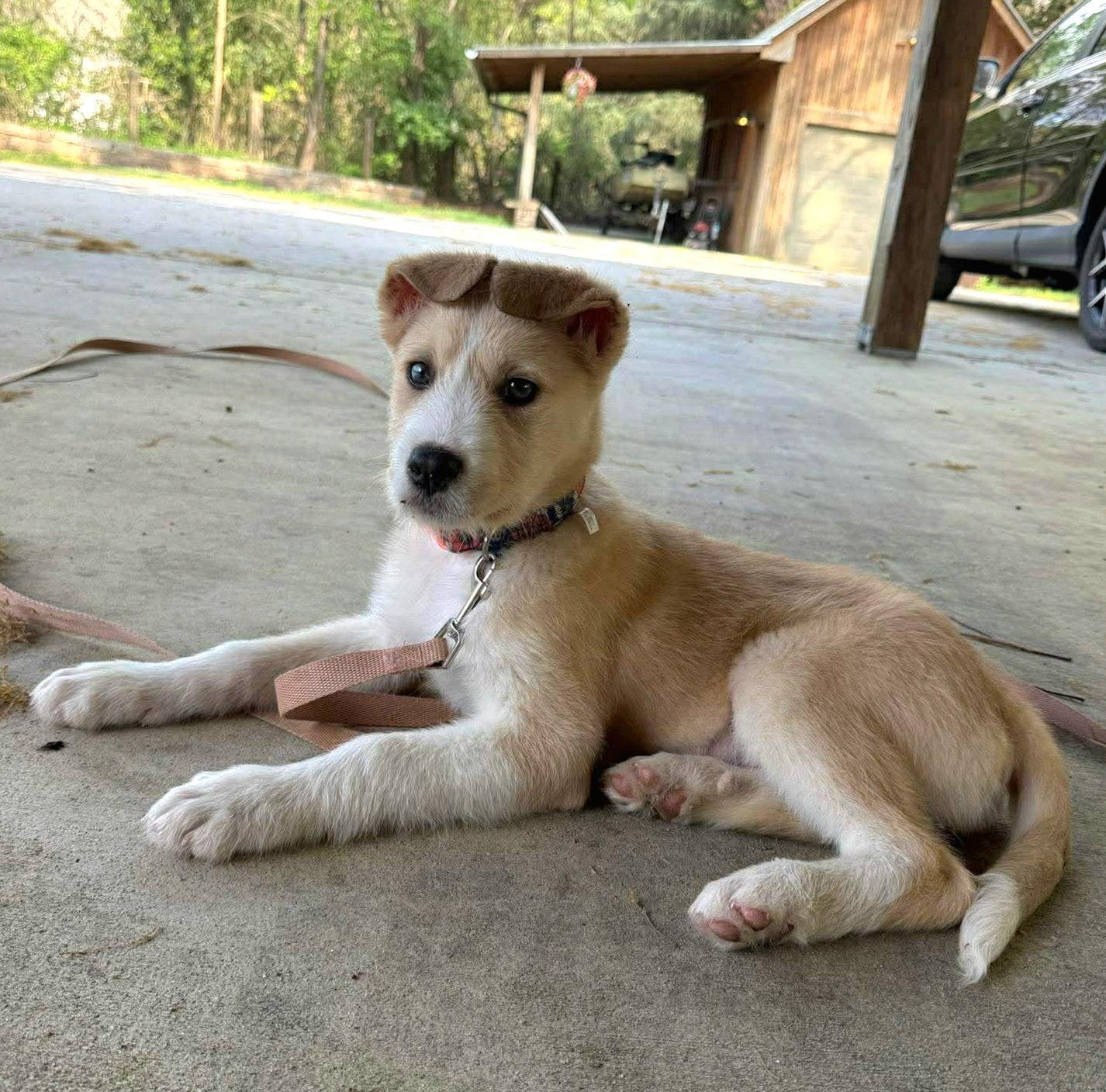 Enlarge Deb, a Adopted mixed breed in Auburn, GA image 1/3