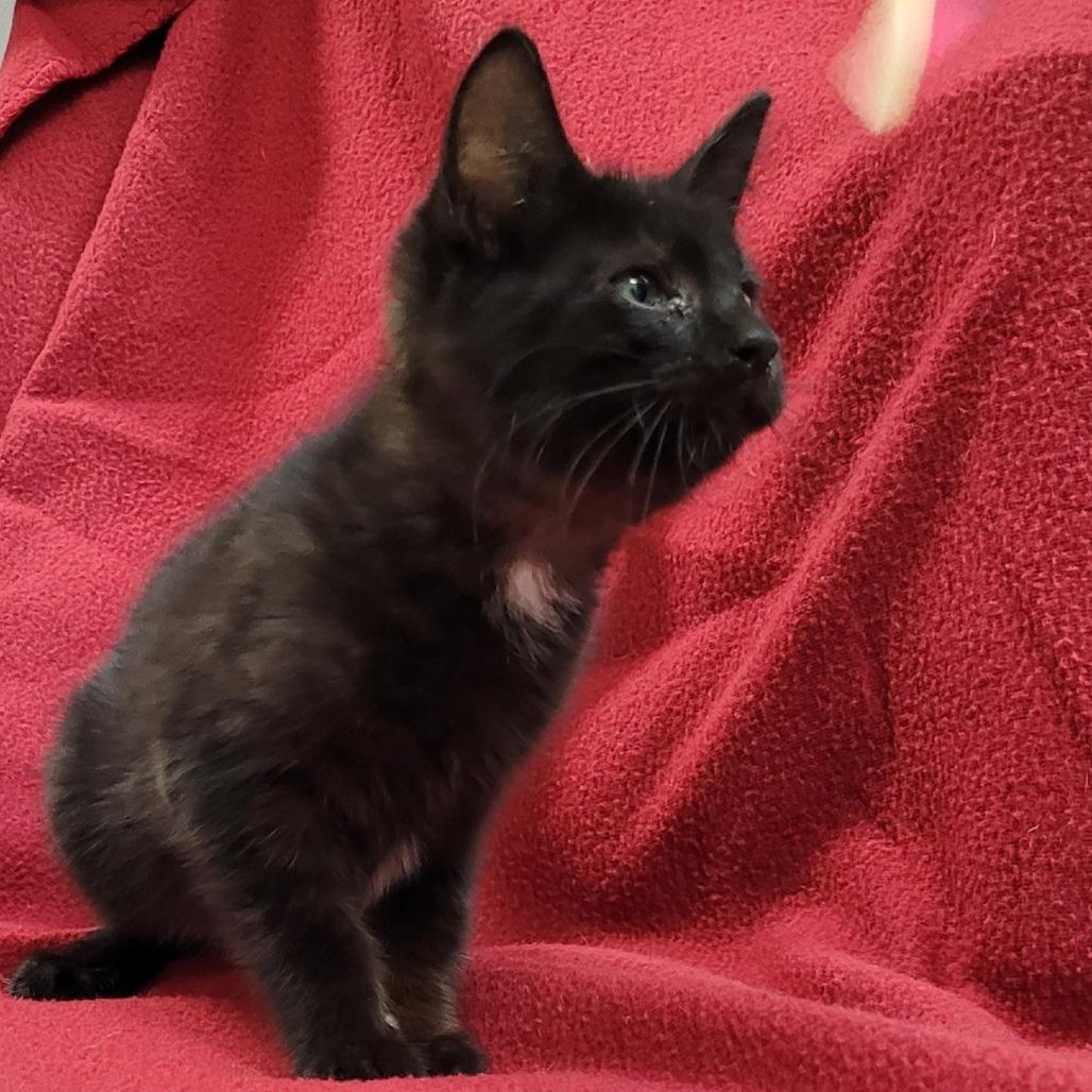 Spot, Adoptable, Kitten Female Domestic Short Hair.