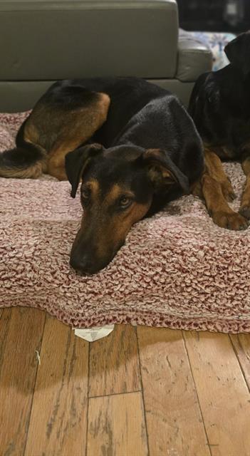DWIGHT, Adoptable, Adult Male Doberman Pinscher & German Shepherd Dog.