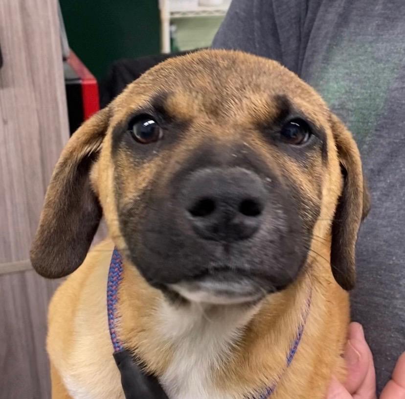 Enlarge Scrappy, a Adoptable Mixed Breed in Beebe, AR image 1/1