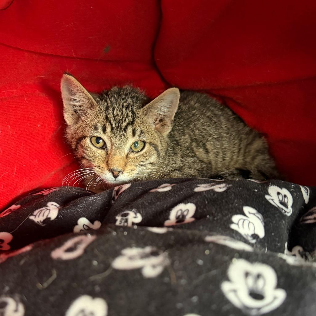 Hushpuppy, Adoptable, Kitten Male Domestic Short Hair.