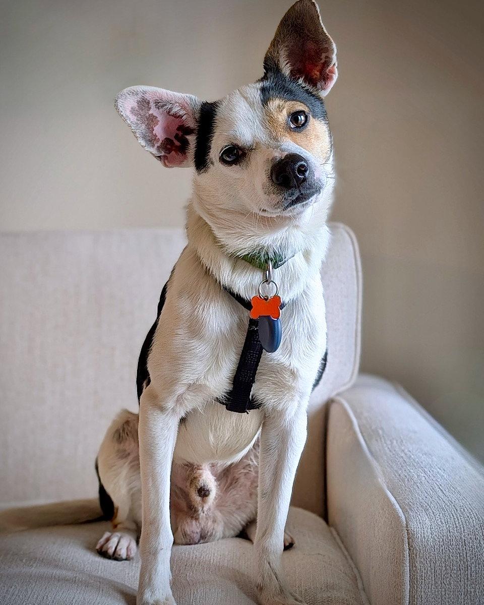 Enlarge Sherman (VA), a Adopted mixed breed in Atlanta, GA image 2/3