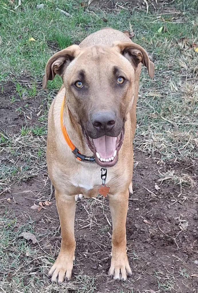 Enlarge Zeno, a Adoptable mixed breed in North Syracuse, NY image 1/1