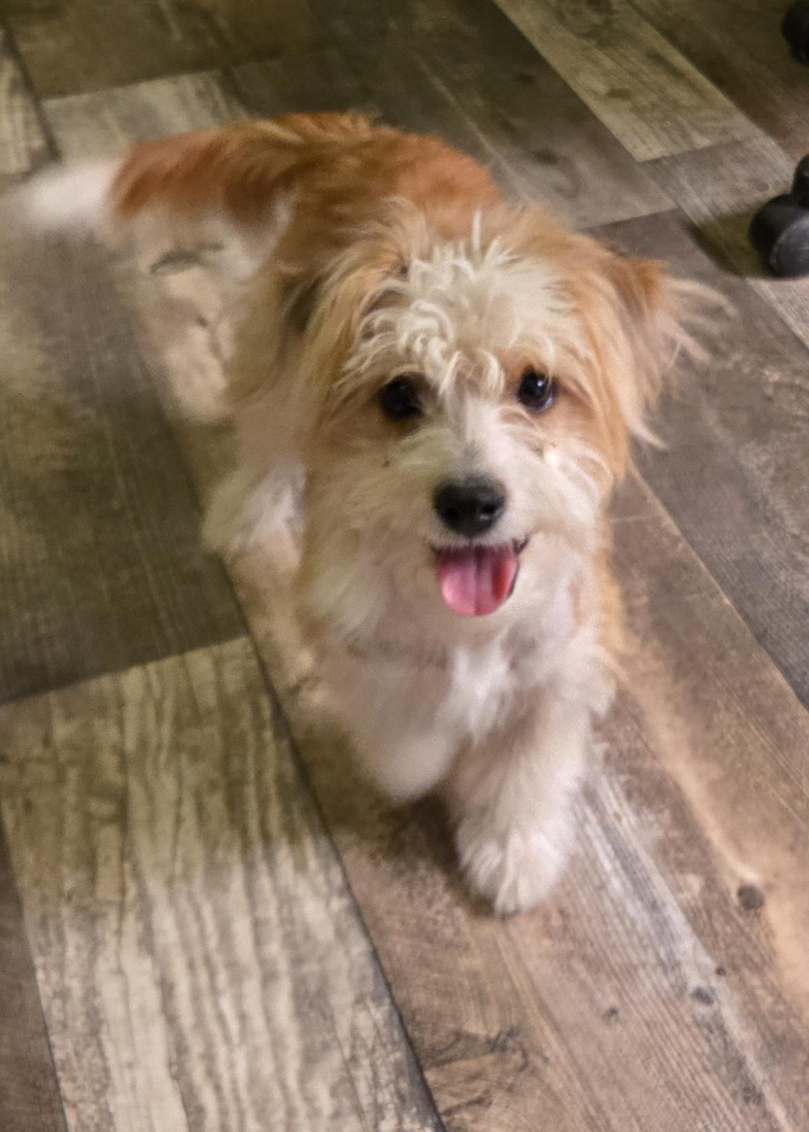 Enlarge Parker , an adopted mixed breed in Gainesville , TX image 1/1