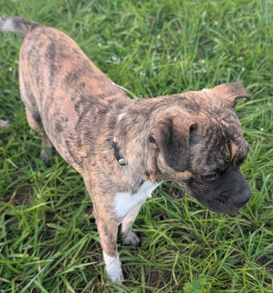 Chako-8mo old Puppy!, Adoptable, Puppy Male Pug & Mountain Cur.