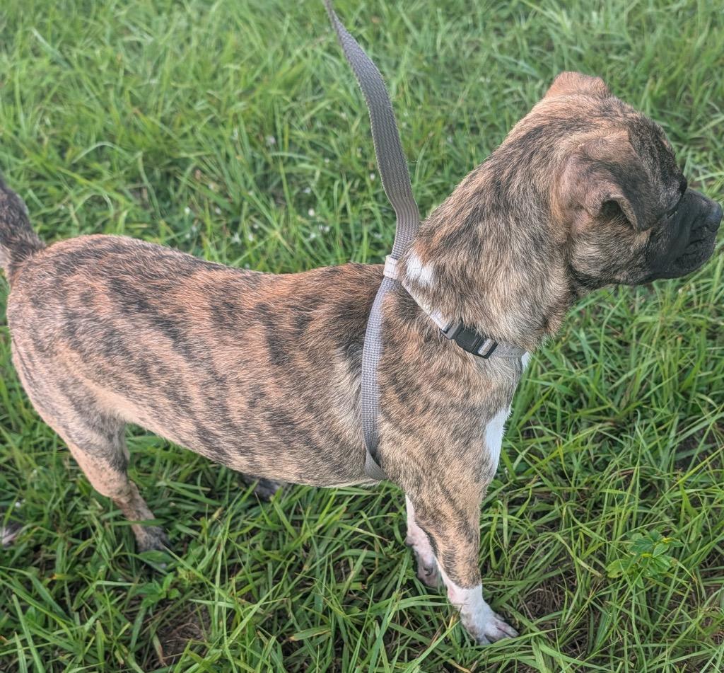 Enlarge Chako-8mo old Puppy!, a Adoptable mixed breed in Fort Myers, FL image 3/4